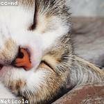 Tressie Considine Profile Picture